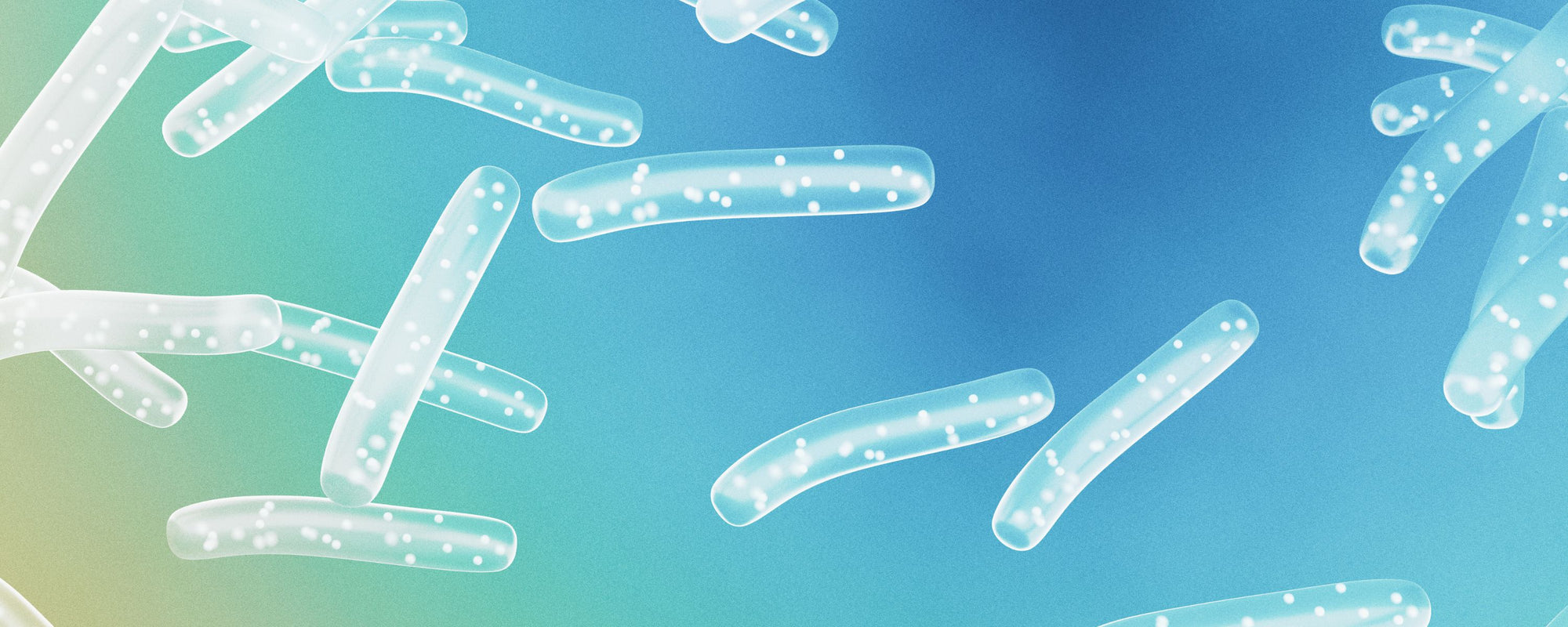 Maximizing Benefits: Why We Keep Probiotics and Enzymes Separate in Our Supplements